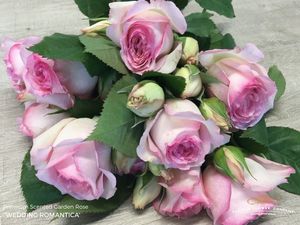 ROSE BR. WEDDING ROMANTICA 50